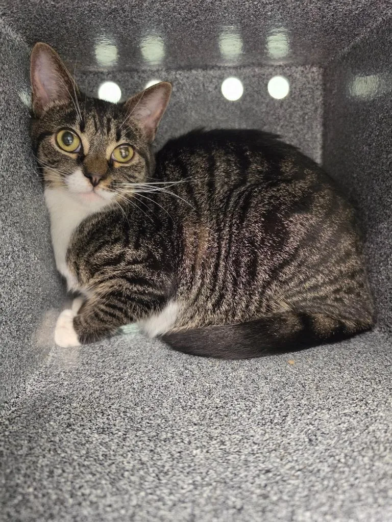 A baby medium-sized female Domestic Short Hair cat named Martina for adoption in Athens, TN