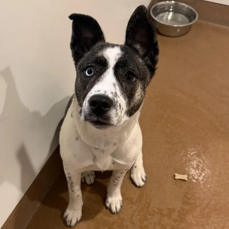 A young medium-sized female Brindle Mixed Breed dog named Melody for adoption in Chicago, IL