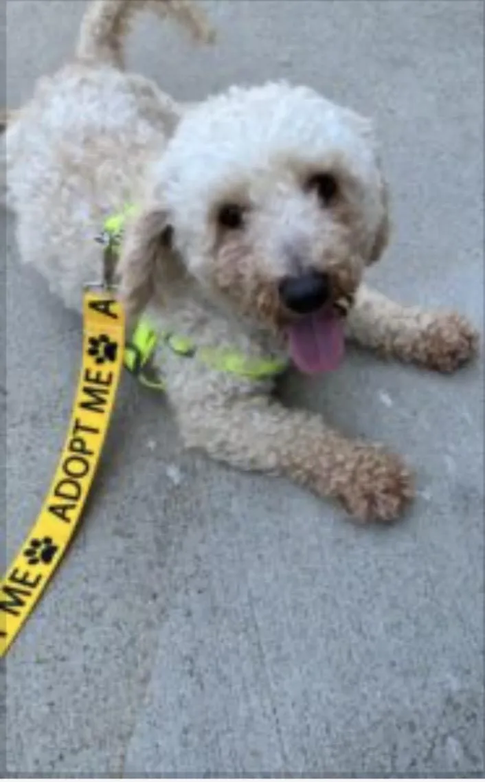 An adult small-sized male Poodle dog named Kolbe for adoption in Norfolk, VA