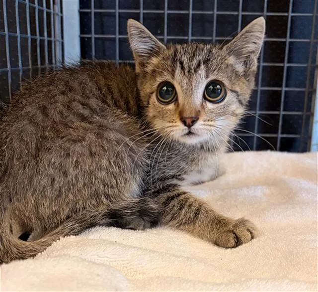 A baby small-sized female Domestic Short Hair cat named Rio for adoption in Rancho Cucamonga, CA