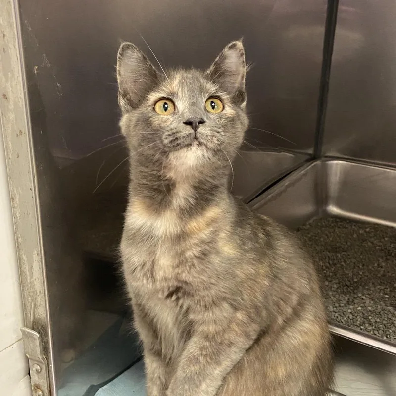 A baby small-sized female Tortoiseshell Domestic Short Hair cat named Sugar for adoption in Monroe, LA