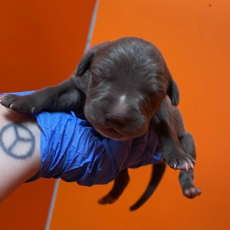 A baby small-sized male Weimaraner dog named Holler for adoption in Milan, IL