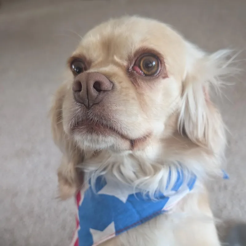 Annie thumbnail 3