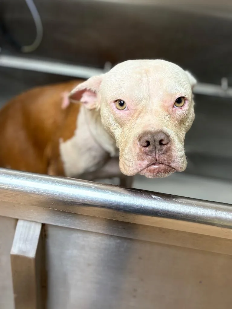 A young medium-sized female American Bulldog dog named Peggy for adoption in Nacogdoches, TX