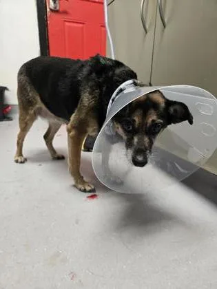 A senior small-sized female Mixed Breed dog named Fiona for adoption in West Chester, PA