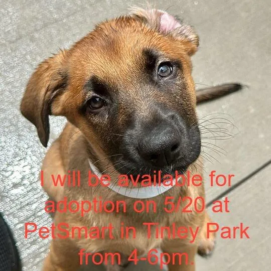 A baby small-sized female Sable Mixed Breed dog named Orbit for adoption in Matteson, IL