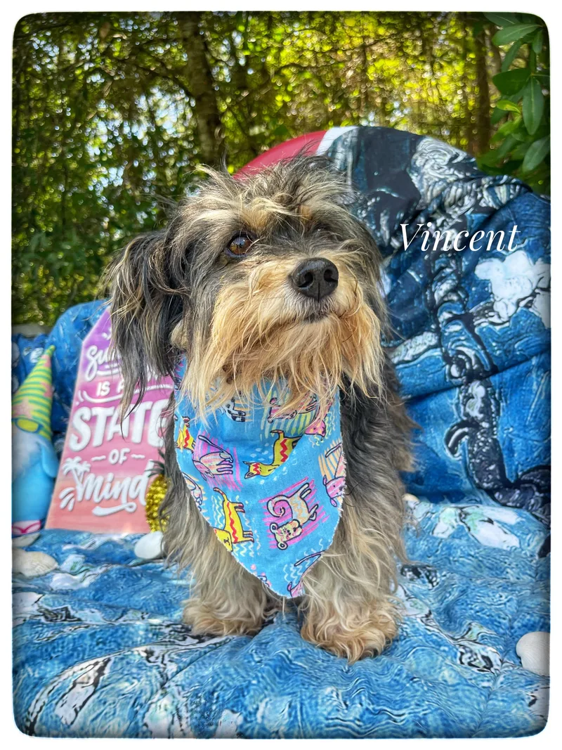 An adult small-sized male Yorkshire Terrier dog named Vincent for adoption in Sebring, FL