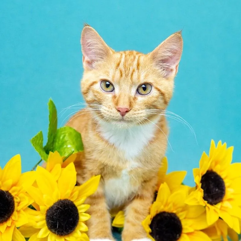 A young medium-sized male Orange / Red Domestic Short Hair cat named Sherlock for adoption in North Babylon, NY