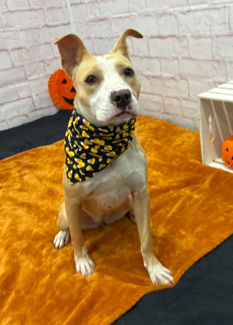 A baby medium-sized female Pit Bull Terrier dog named Fefe for adoption in Oxford, MI