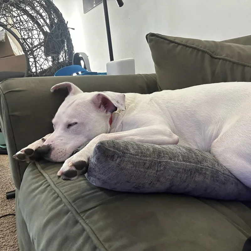 An adult medium-sized male Pit Bull Terrier dog named Hazzard for adoption in Brooklyn Center, MN