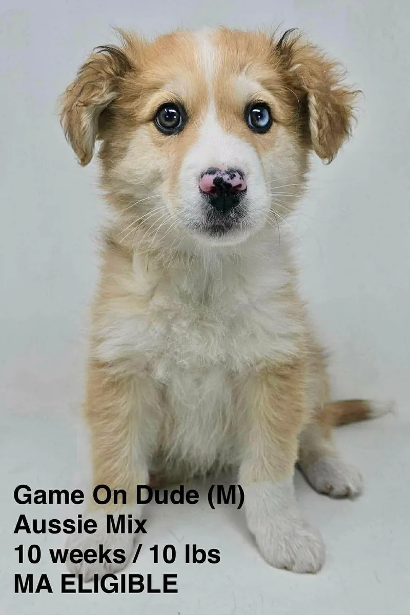 A young medium-sized male Australian Shepherd dog named Game On Dude for adoption in Pomfret Center, CT