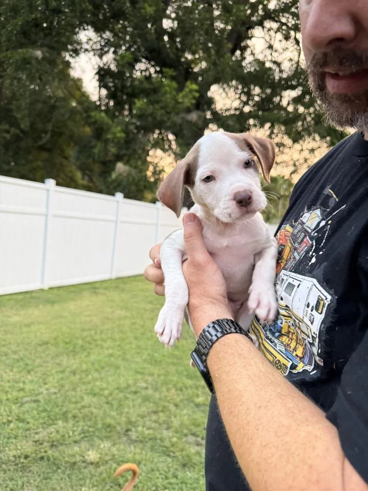 Hank