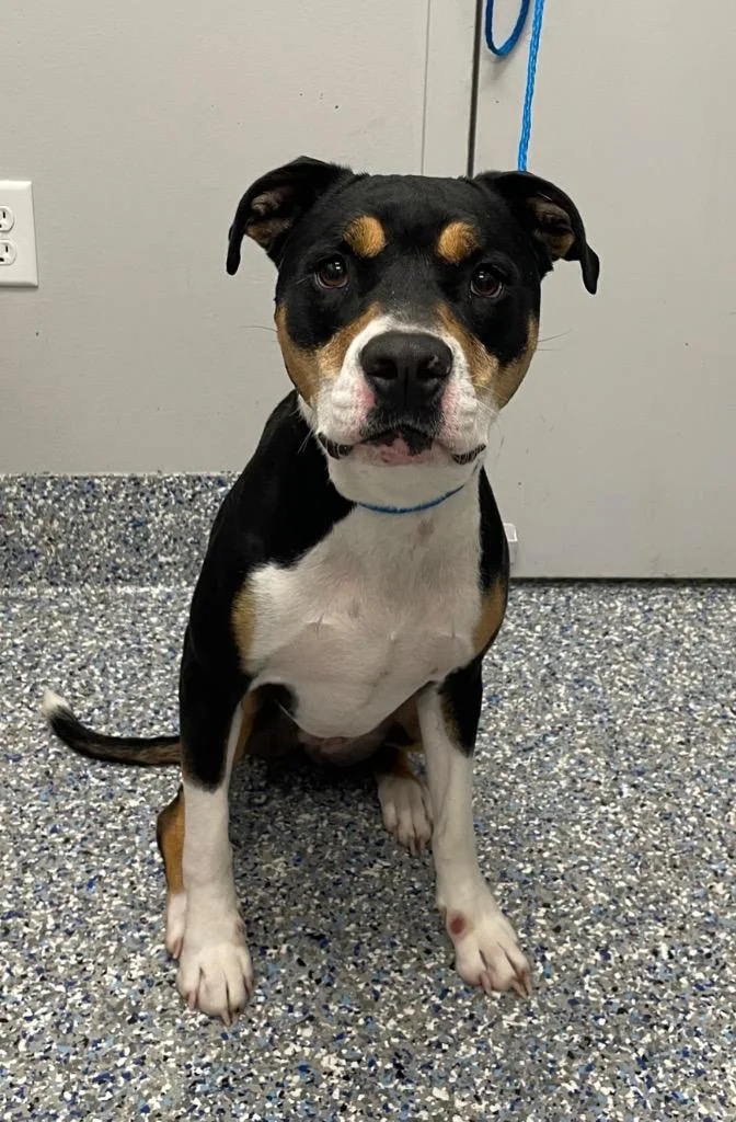An adult medium-sized female Mixed Breed dog named Tulip for adoption in Angola, IN