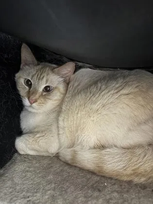 An adult small-sized male Domestic Short Hair cat named Flerken for adoption in West Chester, PA