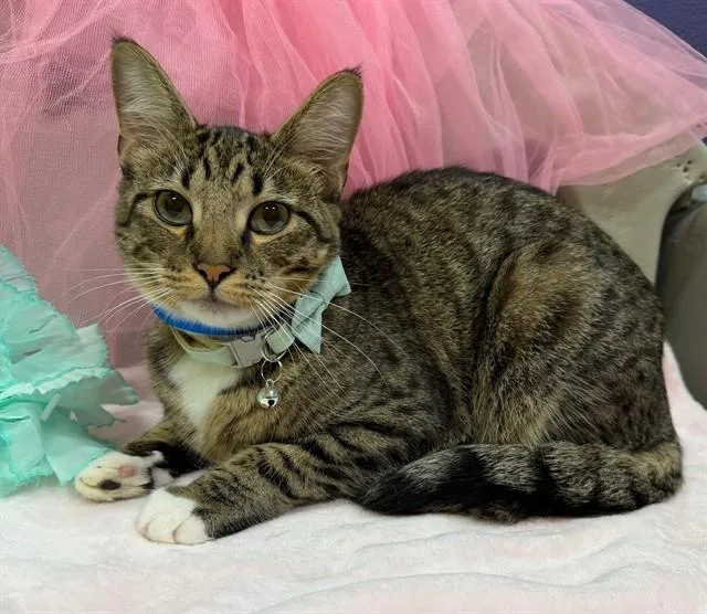 An adult large-sized male Domestic Short Hair cat named Lynx for adoption in Upper Marlboro, MD