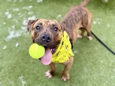 A young large-sized male Mixed Breed dog named Caprese for adoption in New York, NY