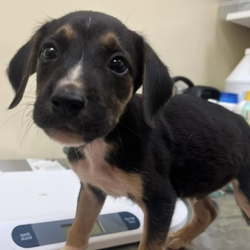 A baby small-sized male Brown / Chocolate Mixed Breed dog named Dopey for adoption in Madisonville, TN