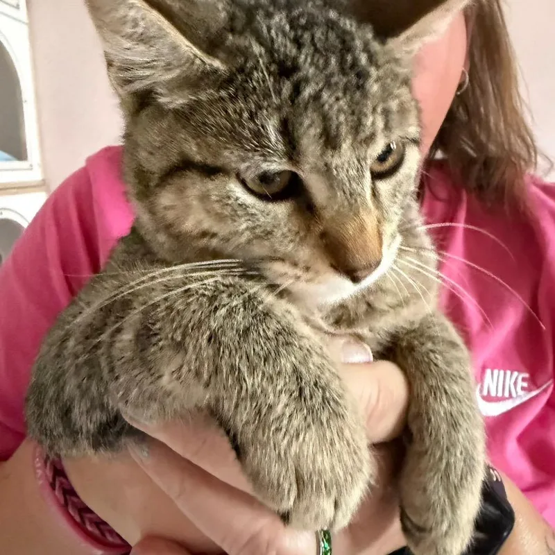 A baby small-sized female Domestic Short Hair cat named Mia for adoption in Klamath Falls, OR