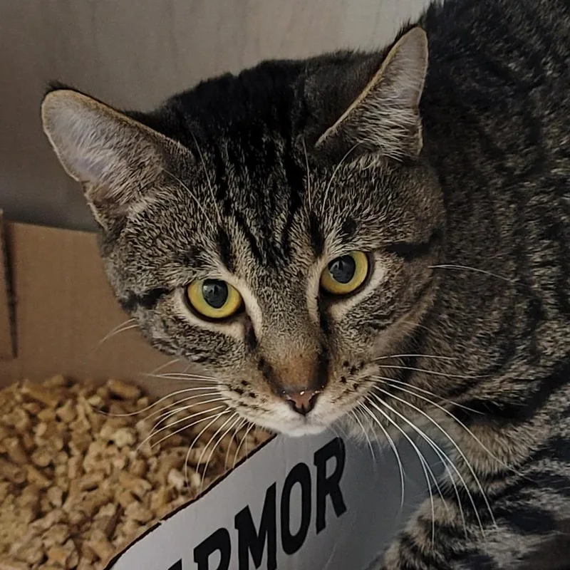 A young medium-sized male Brown / Chocolate Domestic Short Hair cat named Vik for adoption in La Grange, KY