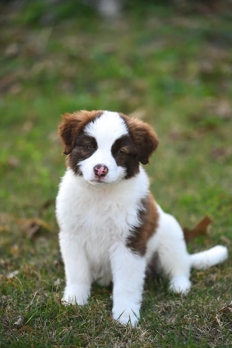 Cookie Vermontster  Ice thumbnail 2