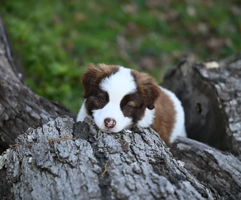 Cookie Vermontster  Ice