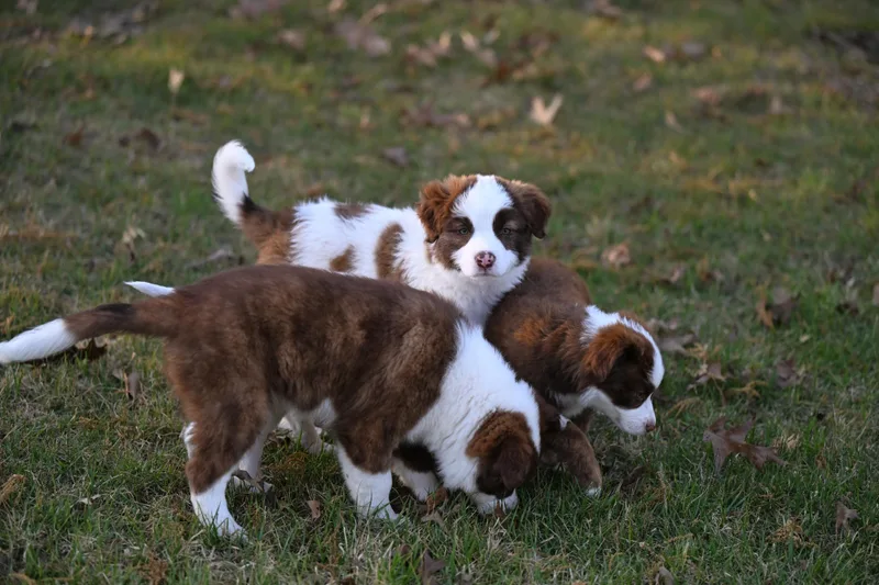 Cookie Vermontster  Ice thumbnail 3
