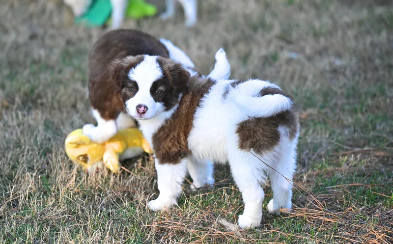 Cookie Vermontster  Ice thumbnail 4