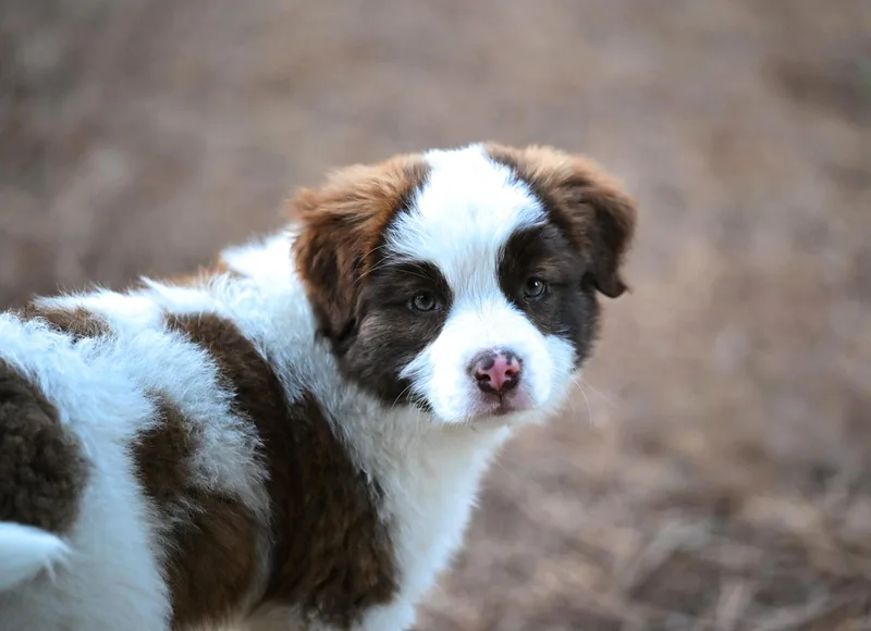 Cookie Vermontster  Ice thumbnail 5