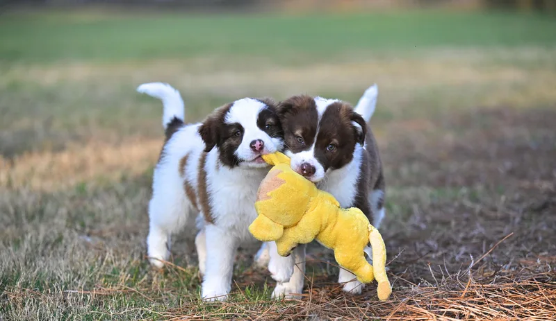 Cookie Vermontster  Ice thumbnail 6