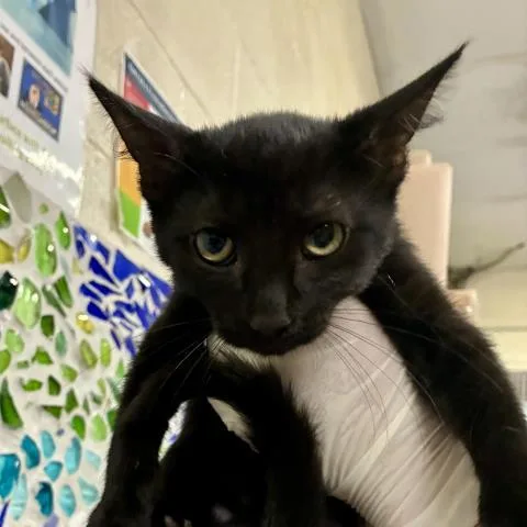 A baby medium-sized female Domestic Short Hair cat named Charlotte for adoption in Pensacola, FL