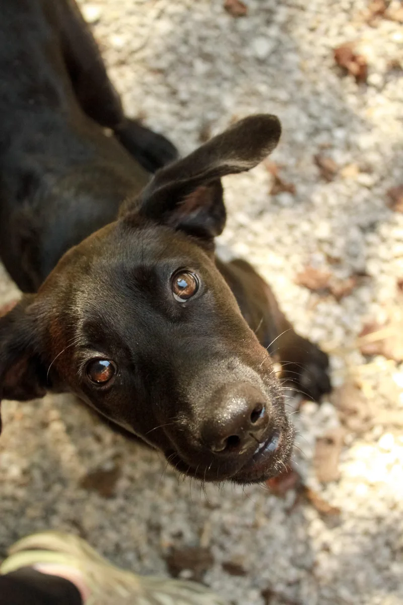 A young small-sized female Bicolor Labrador Retriever dog named Pixie for adoption in Ona, WV