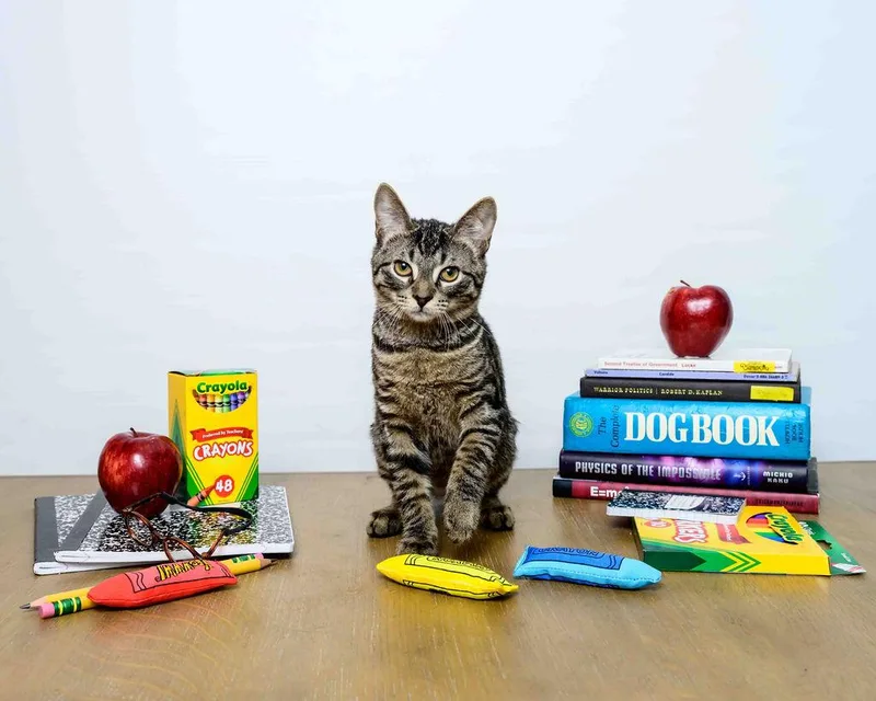 Misty Lee thumbnail 2