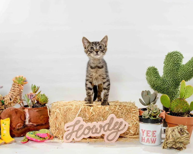 Misty Lee thumbnail 3