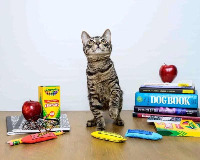 Misty Lee thumbnail 4