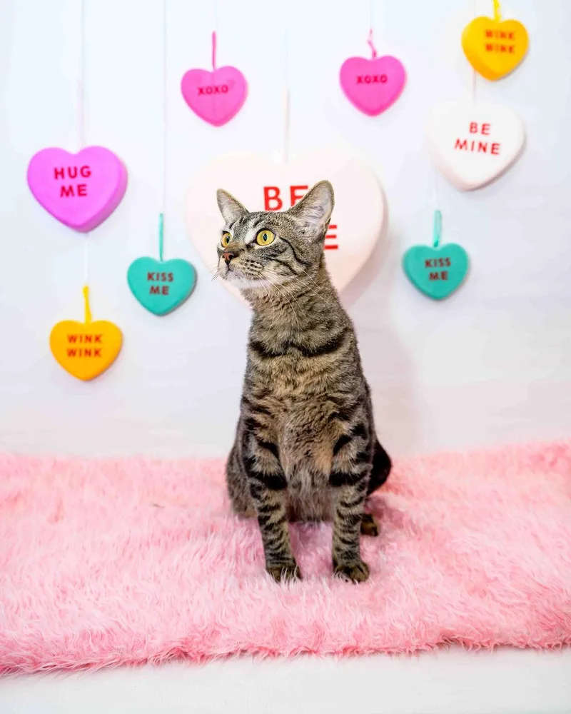 Misty Lee thumbnail 6