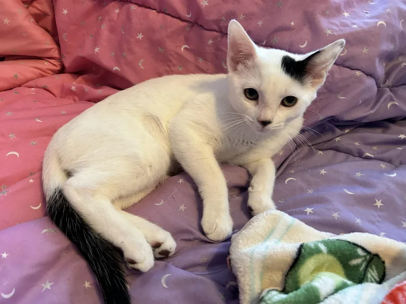 A baby medium-sized female Buff & White Domestic Short Hair cat named Ruby for adoption in Catasauqua, PA