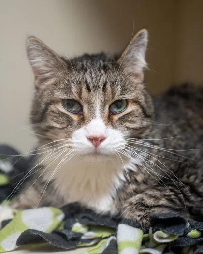 A senior small-sized male Domestic Short Hair cat named (Kevin) for adoption in Pequot Lakes, MN