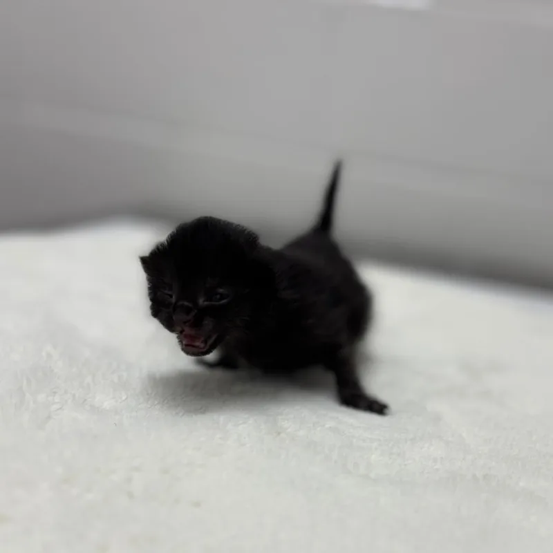 A baby small-sized female Black Domestic Short Hair cat named Holly for adoption in Corpus Christi, TX