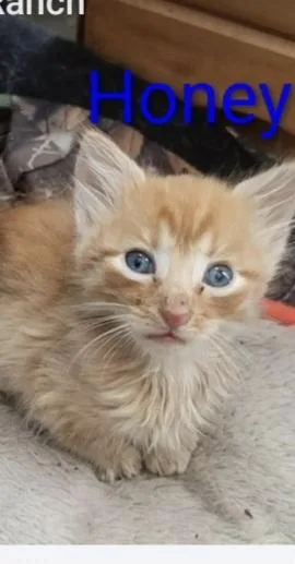 A baby small-sized female American Shorthair cat named Honey for adoption in Panama City, FL