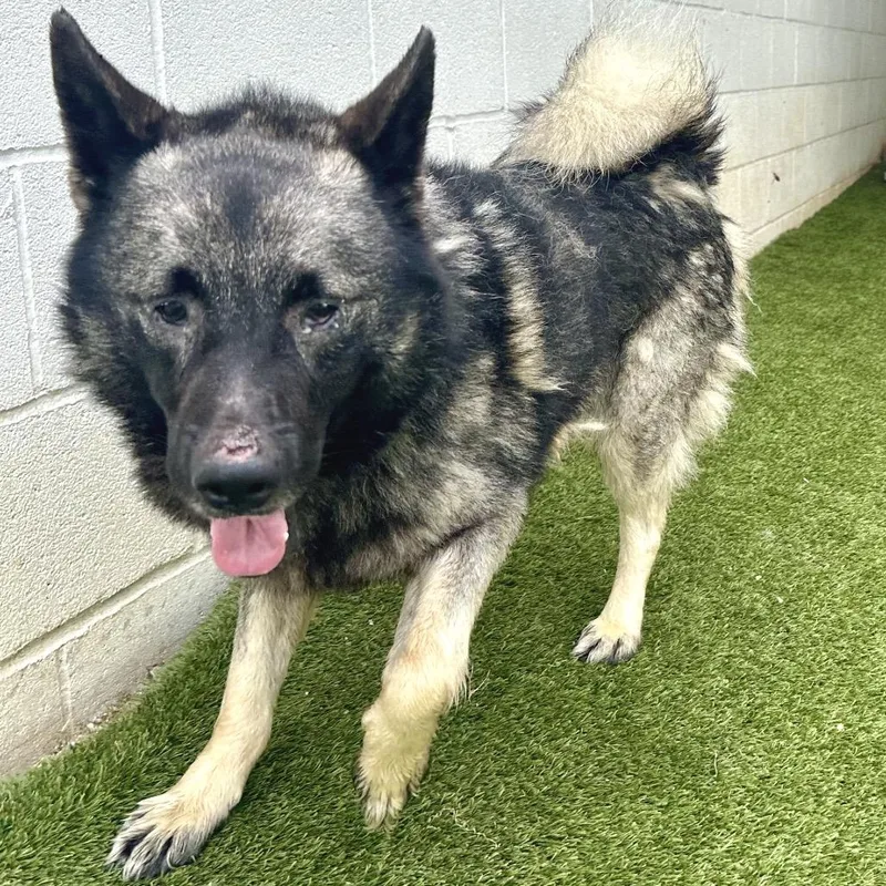 An adult medium-sized male Black Norwegian Elkhound dog named Titan for adoption in LOXAHATCHEE, FL