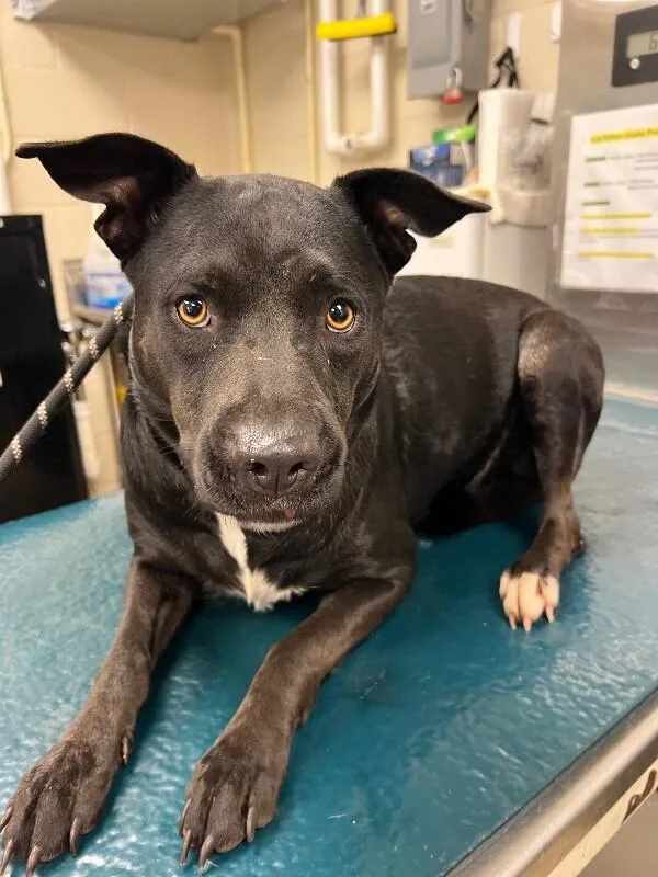 An adult medium-sized female Black American Bulldog dog named Clover for adoption in Mobile, AL