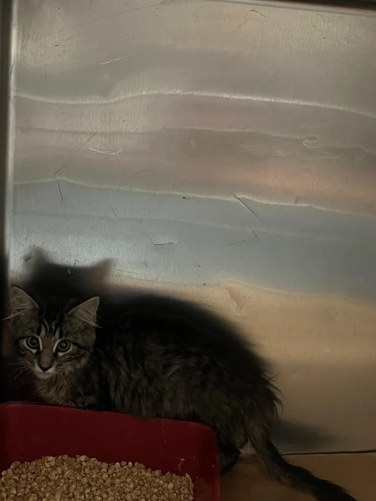 A baby large-sized male Domestic Medium Hair cat named Pan for adoption in Cartersville , GA
