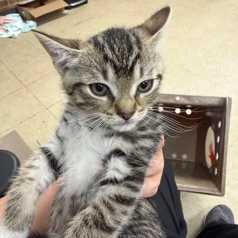 A baby small-sized male Brown / Chocolate Domestic Short Hair cat named Toby for adoption in Birmingham, AL