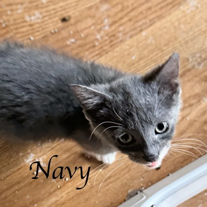 A baby medium-sized male Gray & White Domestic Short Hair cat named Navy for adoption in Murfreesboro, TN