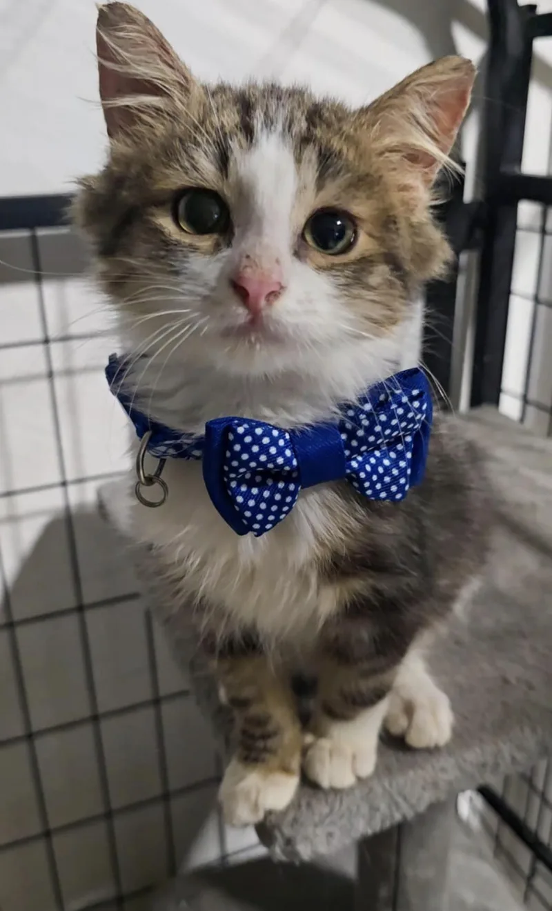 A baby medium-sized male Ragdoll cat named Frido for adoption in New York, NY