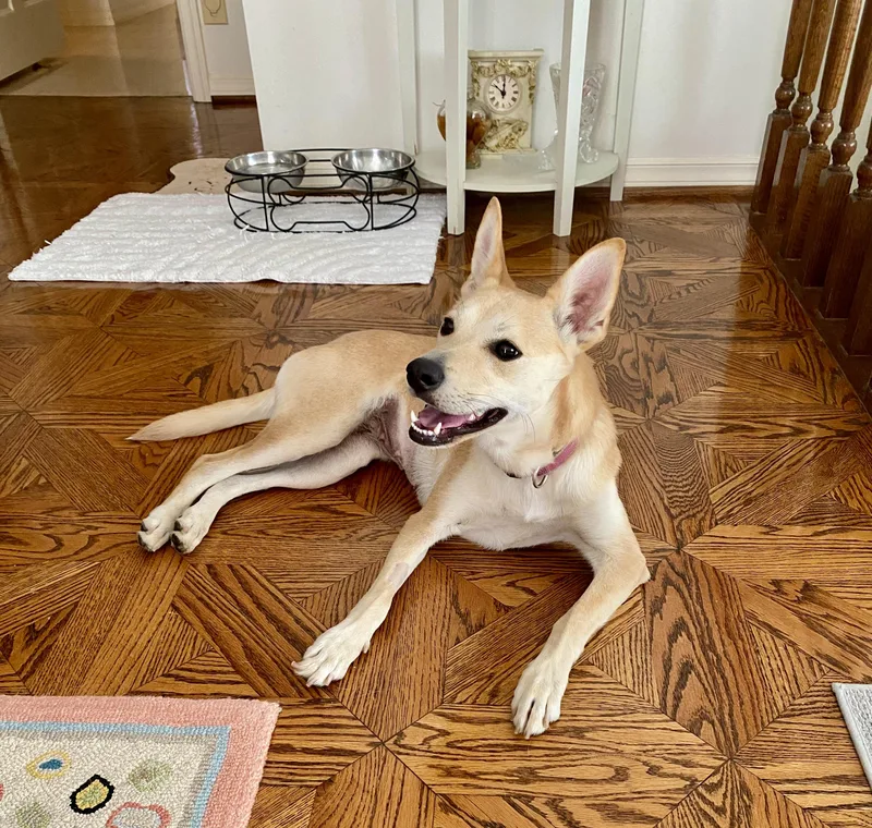 A young medium-sized female Jindo dog named Chloe for adoption in West Hollywood, CA