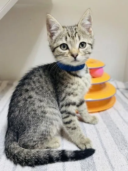 A baby small-sized female Domestic Short Hair cat named SheRa for adoption in West Chester, PA