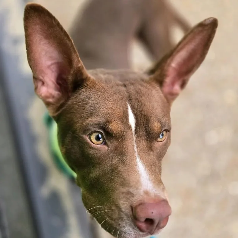 Osbourne thumbnail 5