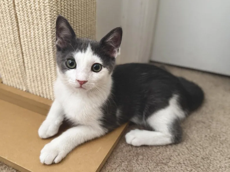 A baby medium-sized male Gray & White Domestic Short Hair cat named Maze for adoption in Herndon, VA