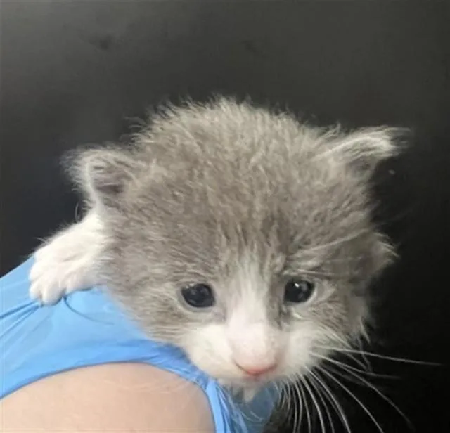A baby medium-sized female Domestic Short Hair cat named Jan for adoption in San Bernardino, CA